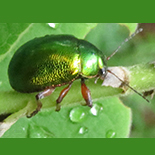 Colasposoma species
